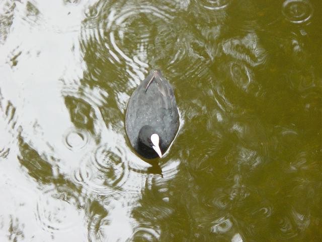12 fowl.JPG